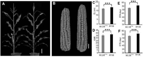 Molecular marker primer for controlling QTL locus of corn ear length and application