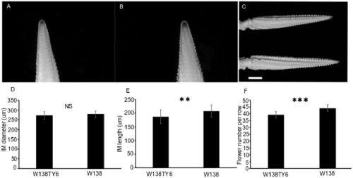 Molecular marker primer for controlling QTL locus of corn ear length and application