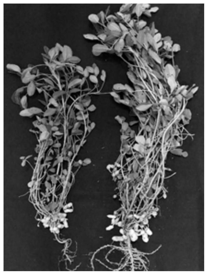 Method for increasing number of root nodules with nitrogenase activity at roots of leguminous crops and application of method to leguminous crops