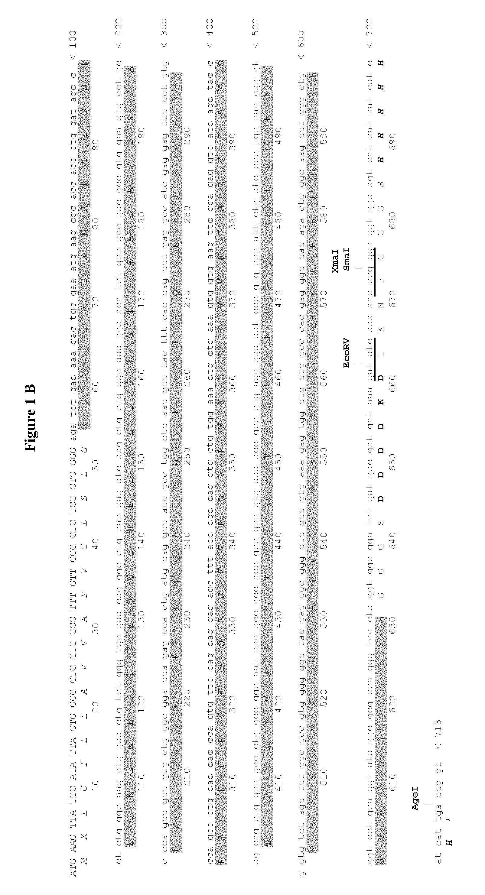 MGMT-based method for obtaining high yields of recombinant protein expression