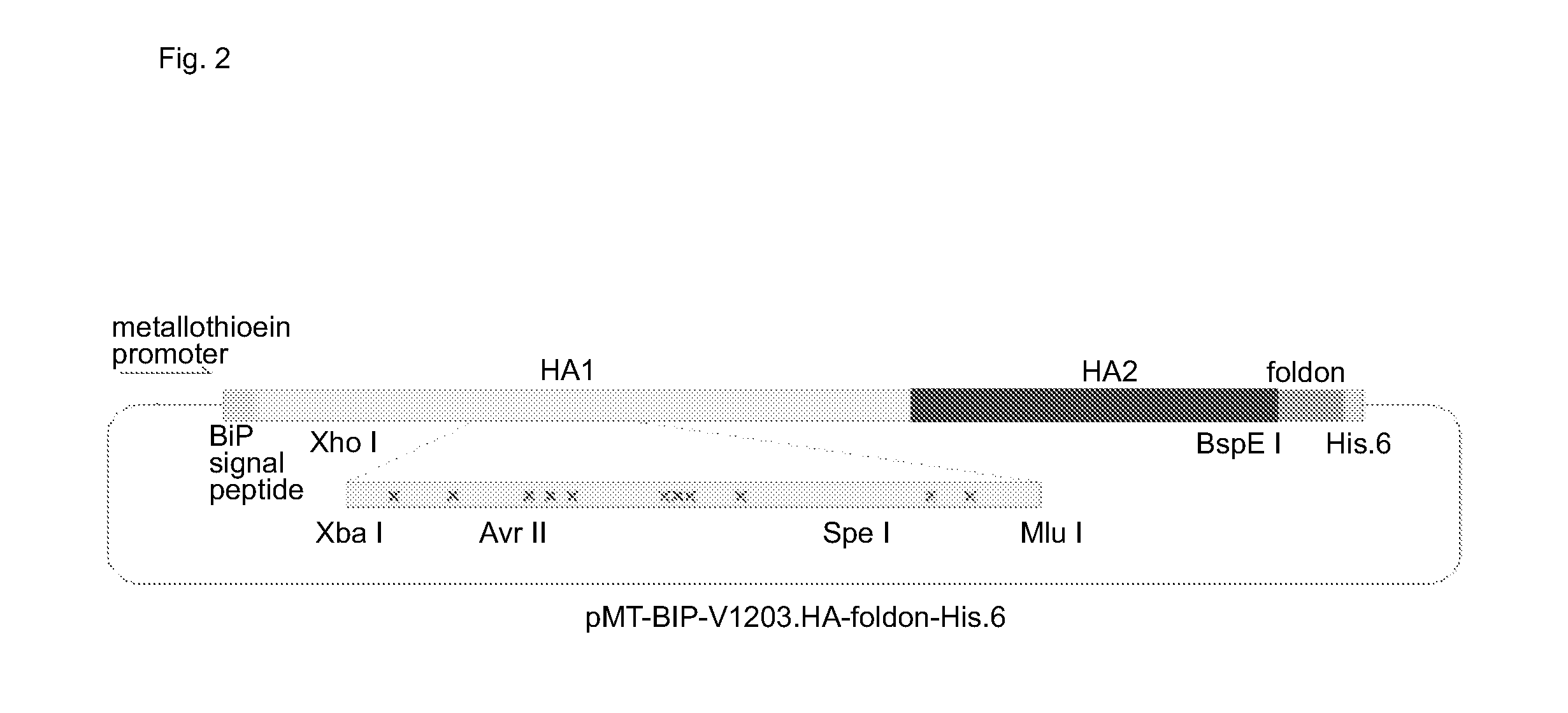 Vaccine antigens that direct immunity to conserved epitopes