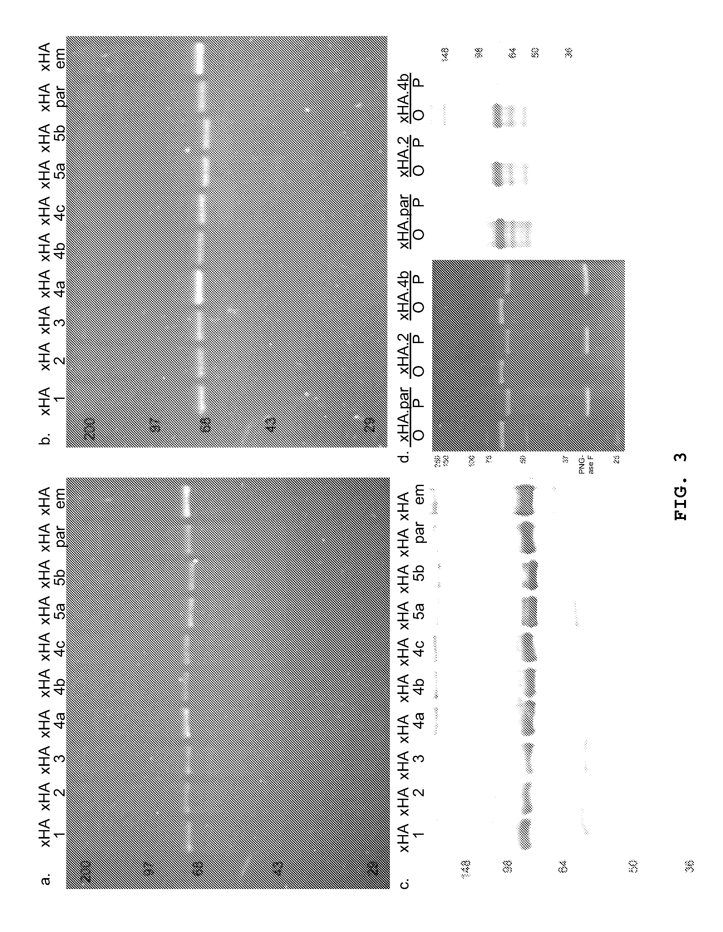 Vaccine antigens that direct immunity to conserved epitopes