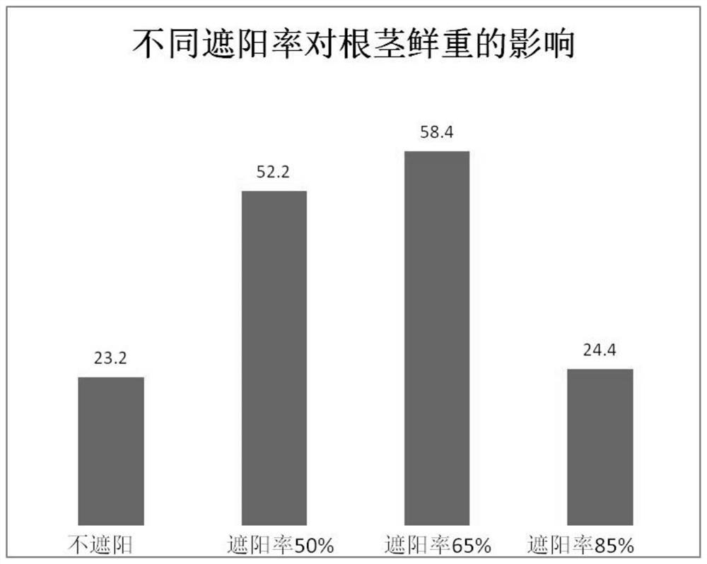 field-wild-imitating-high-quality-and-high-yield-cultivation-method-for