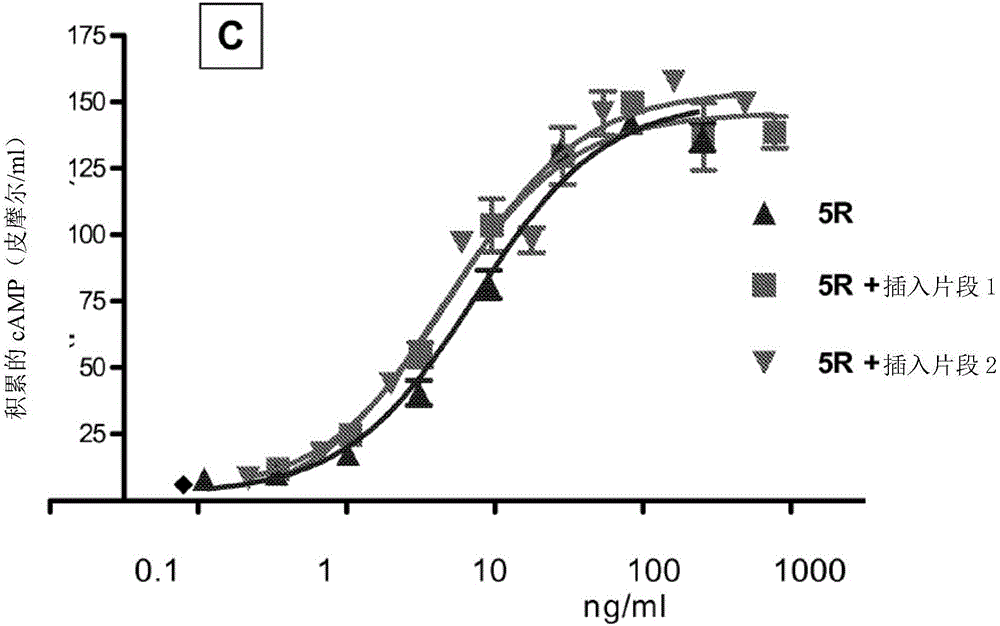 Glycoprotein hormone long-acting superagonists