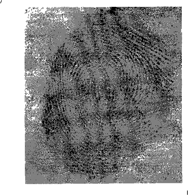 Method for latency fingerprint appearance of surface functionalization nano-gold particle