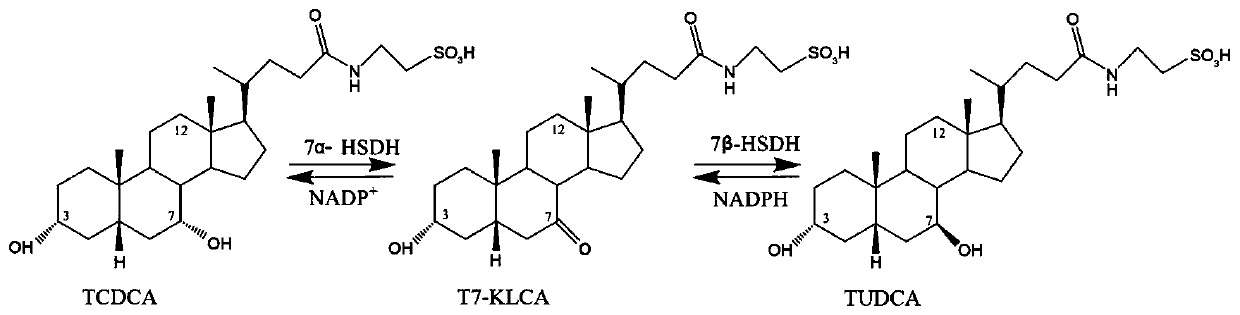 7alpha-hydroxysteroid dehydrogenase (St-2-2) mutants