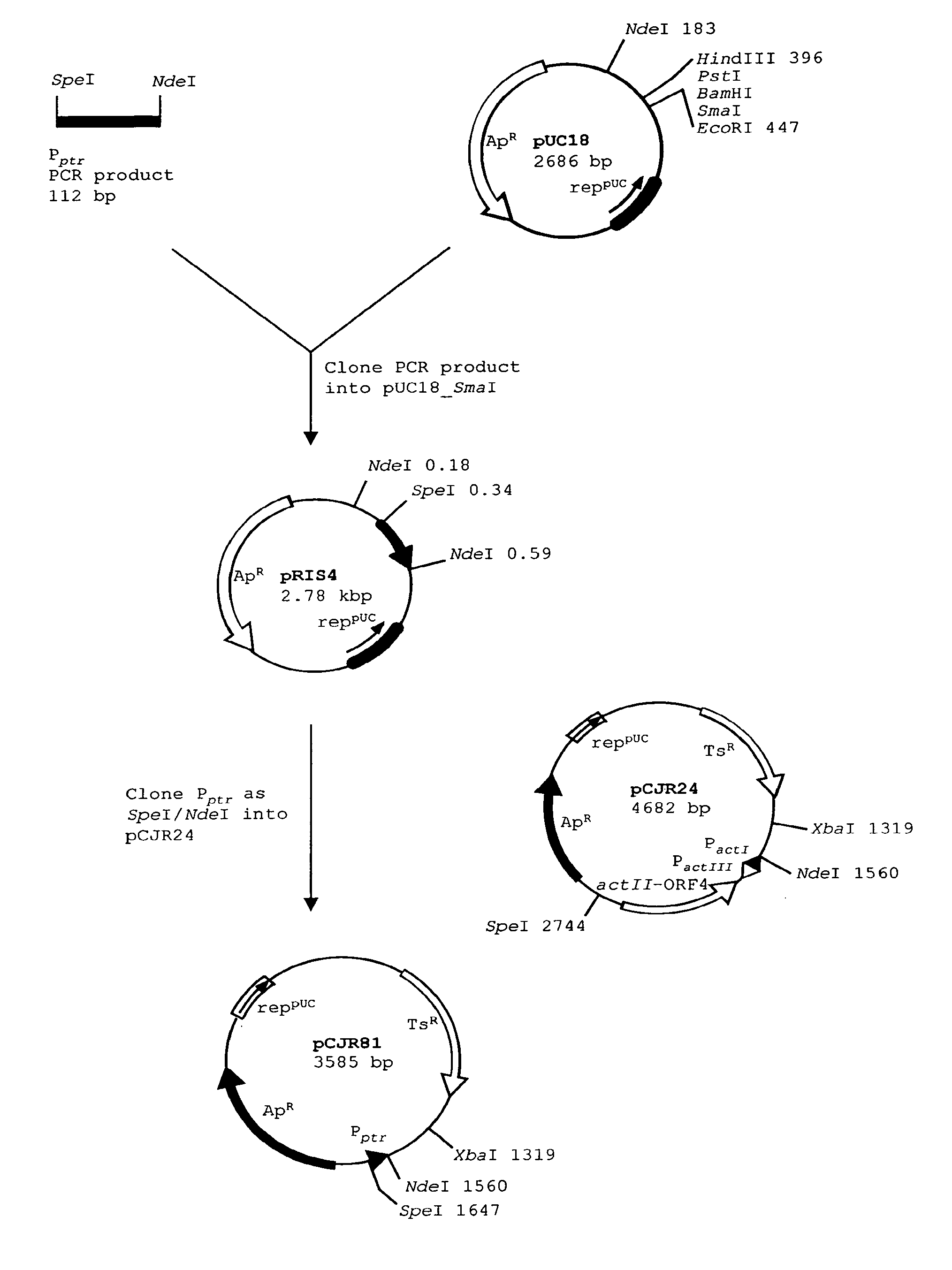 Spinosyn-producing polyketide synthases