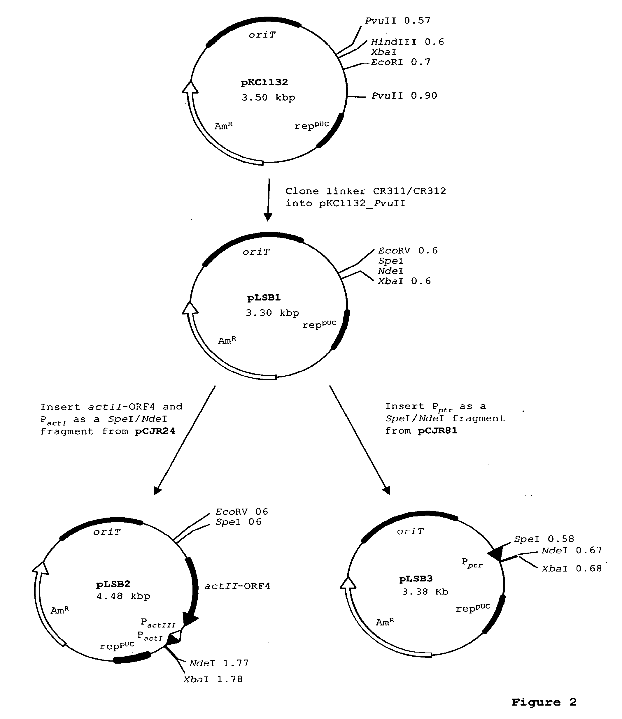 Spinosyn-producing polyketide synthases