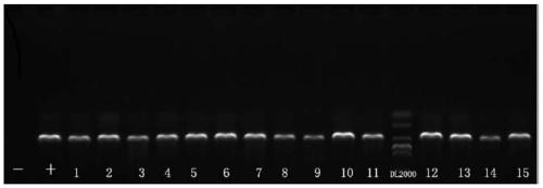 Deep sequencing-based detection method suitable for inferior drug-resistant strain of HIV-1 protease