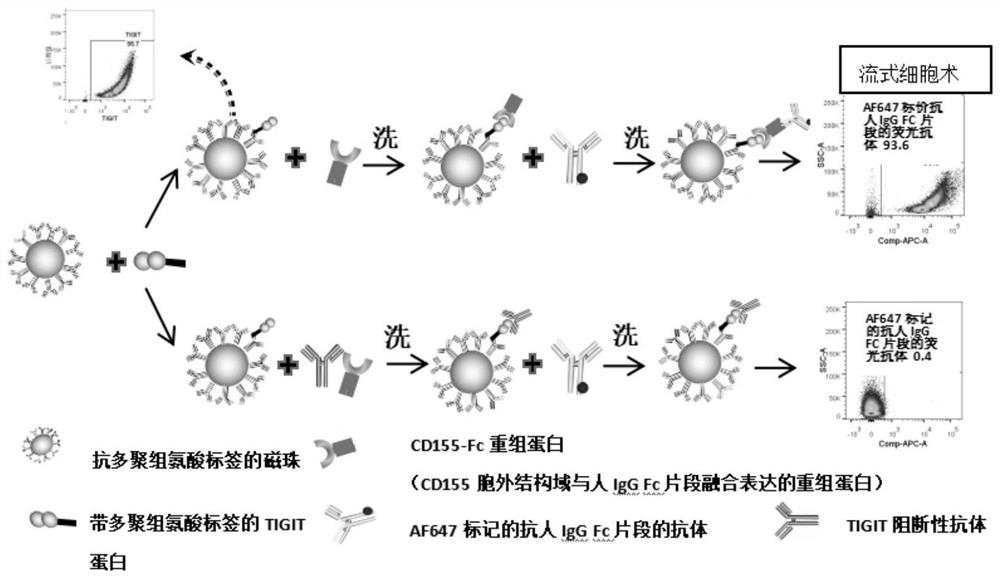 Method for evaluating the blocking activity of immune checkpoint molecule blocking antibody by magnetic beads