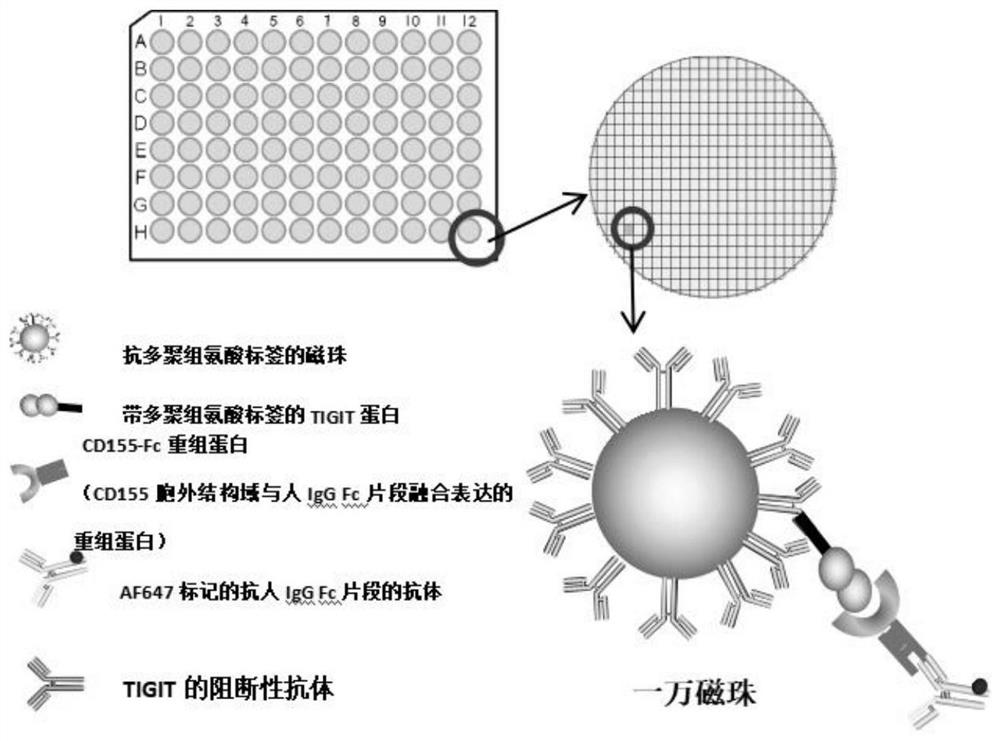 Method for evaluating the blocking activity of immune checkpoint molecule blocking antibody by magnetic beads