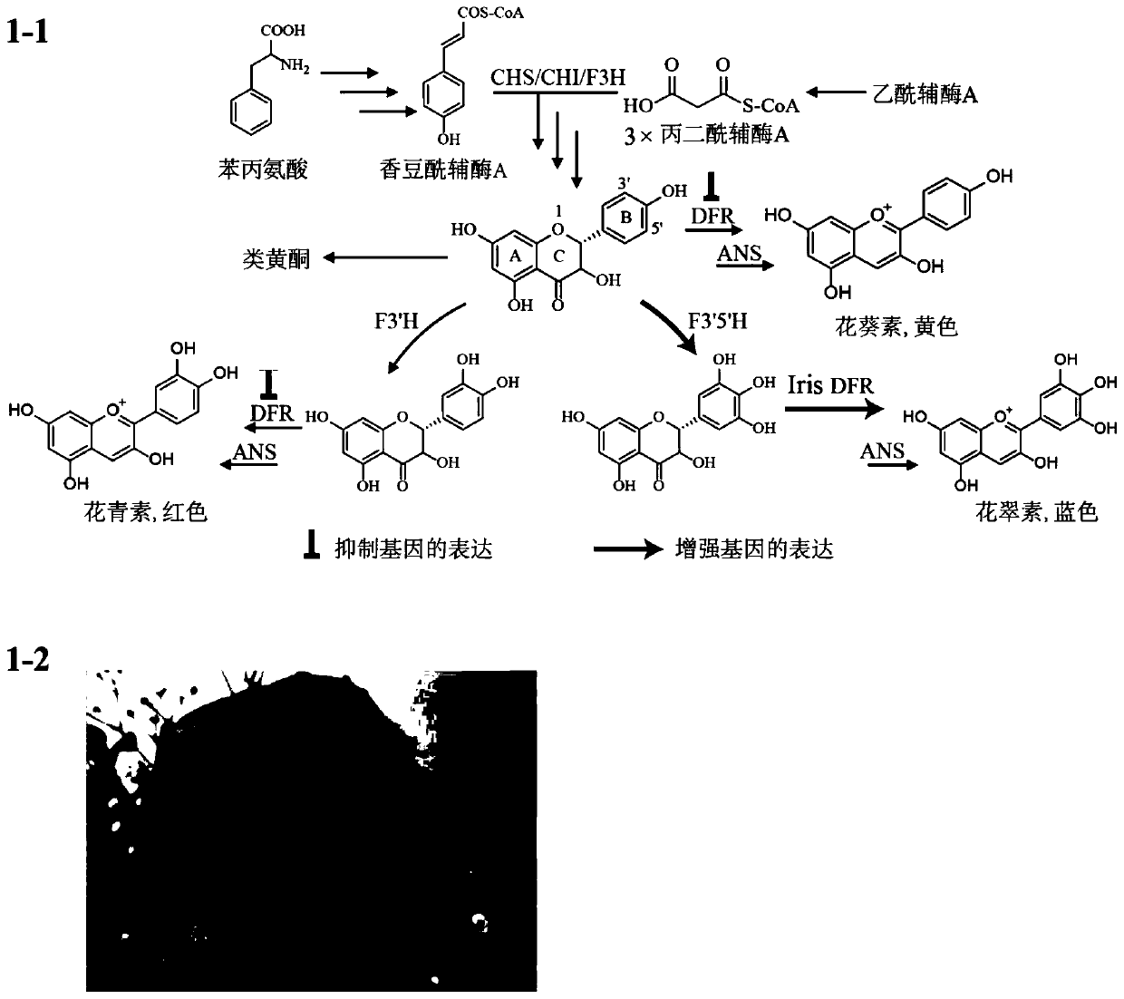 A transgenic method for obtaining blue flowers by catalyzing the synthesis of indigo from glutamine