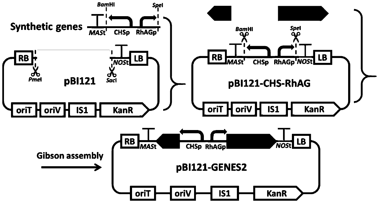 A transgenic method for obtaining blue flowers by catalyzing the synthesis of indigo from glutamine