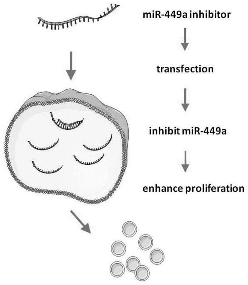 A method to promote in vitro expansion of mouse retinal precursor cells by inhibiting microRNAs