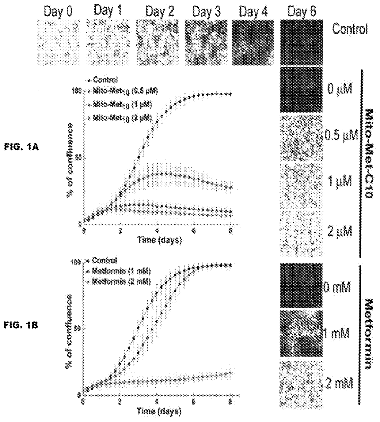 Synergistic inihibition of tumor cell proliferation induced by combined treatment of metformin or metformin analogs and iron chelators