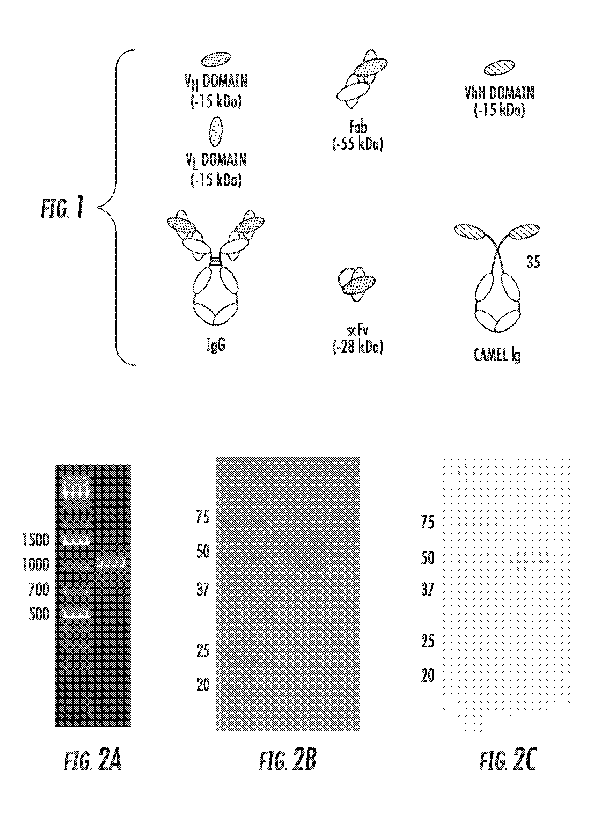 Antimicrobial compositions comprising single domain antibodies and pseudomonas exotoxin