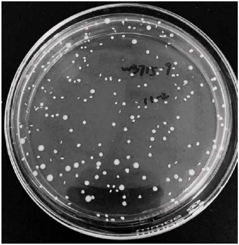 Method for culturing bifidobacterium in common incubator, special culture medium and corresponding count method