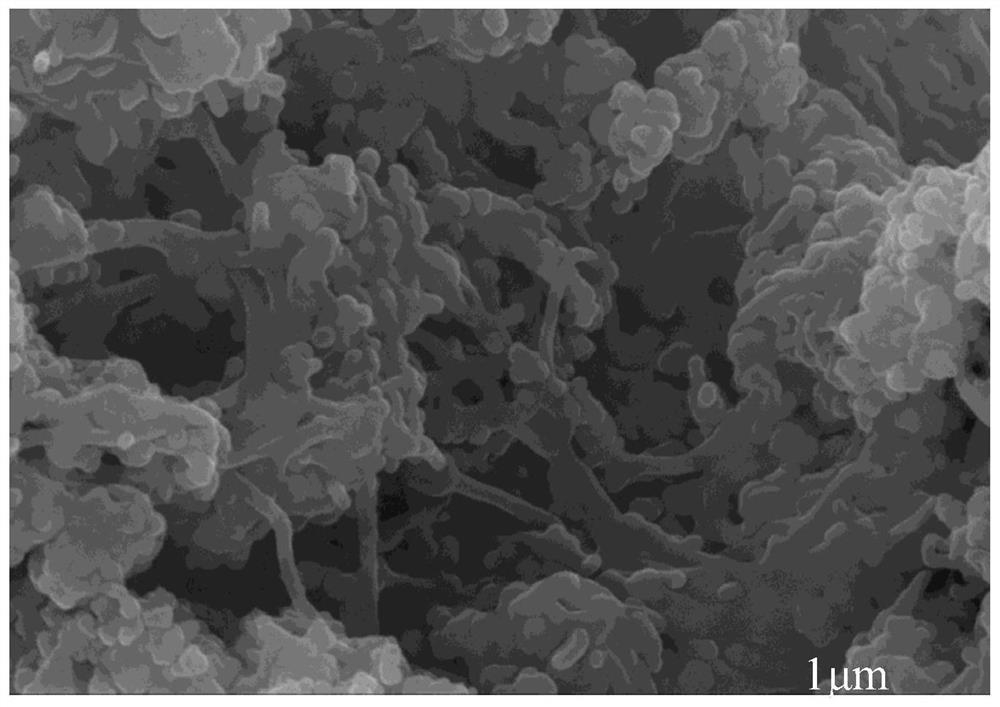 Biomass/carbon nanotube induced Fe3O4 nano composite material and application thereof as lithium ion battery negative electrode material