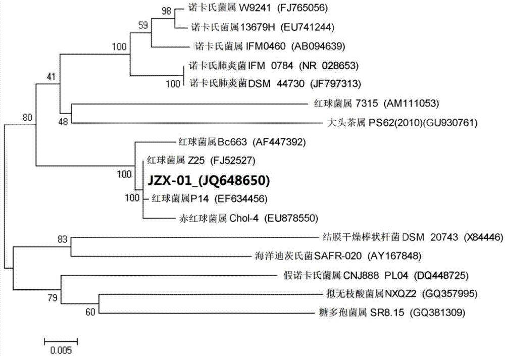 Rhodococcus JZX-01 used for degrading petroleum pollutants, and culturing method thereof