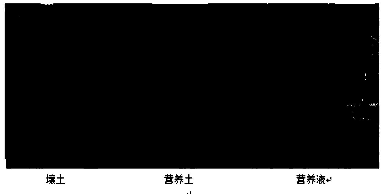 Method for artificially feeding and breeding corn aphides by the aid of living corn plants