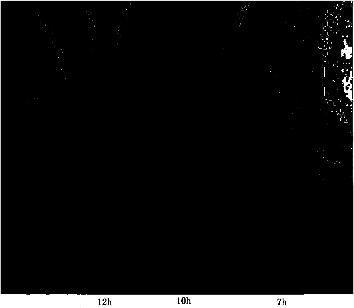 Method for artificially feeding and breeding corn aphides by the aid of living corn plants