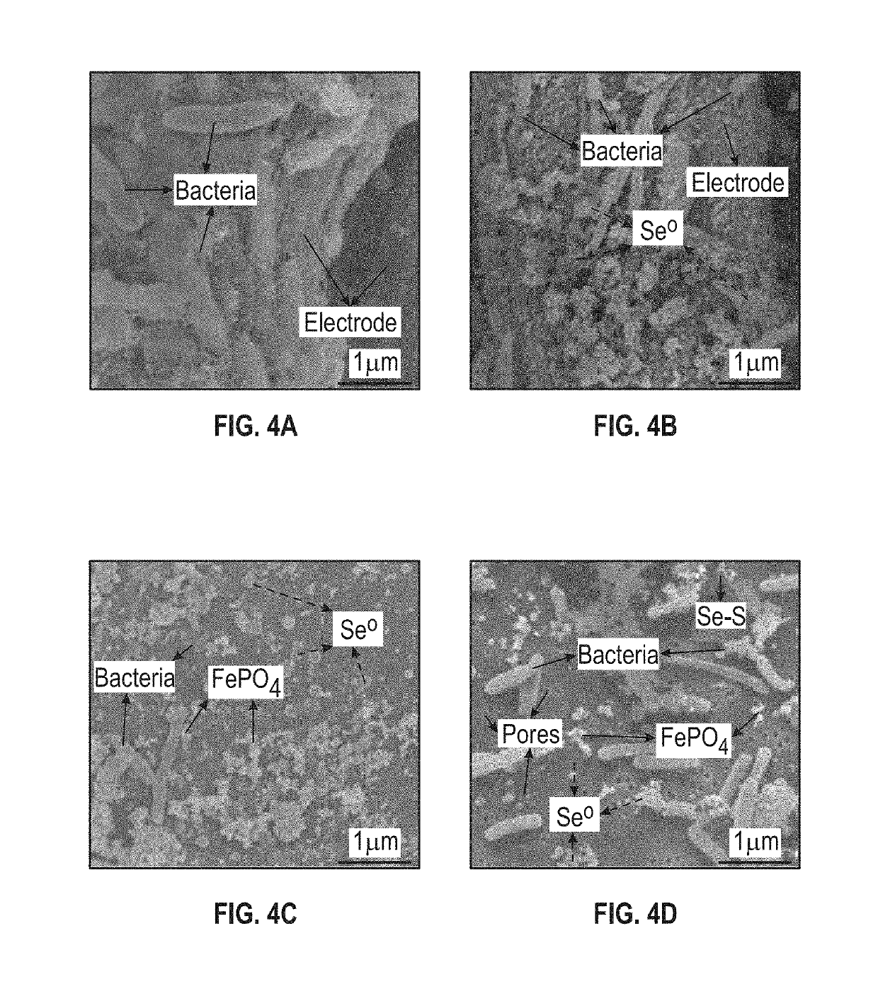 Reactors and methods for producing and recovering extracellular metal or metalloid nanoparticles