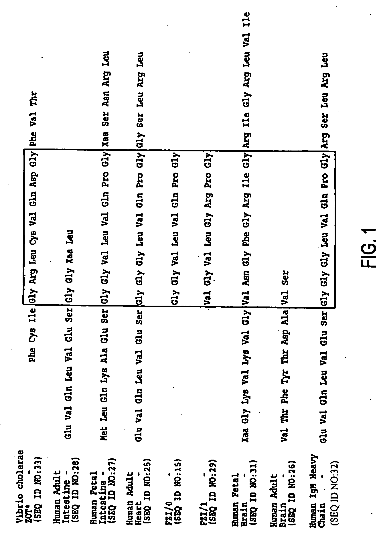 Method of use of antagonists of zonulin to prevent the loss of or to regenerate pancreatic cells