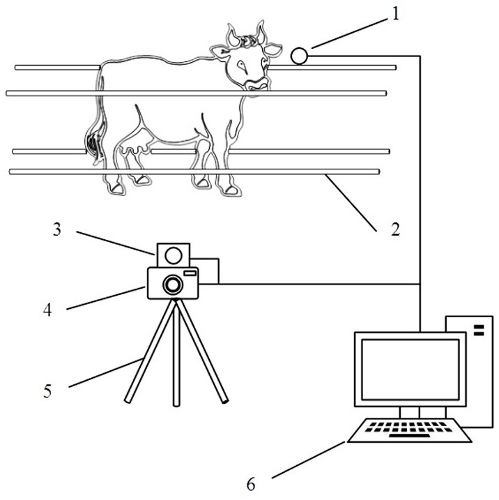 Dairy cow body size detection device based on RGB-D camera, and detection method thereof
