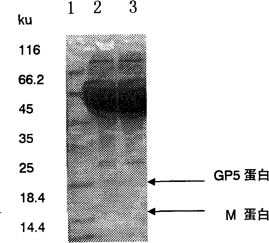 Method of preparing coexpression PRRSV ORF5 and ORF6 double-gene nucleic acid vaccine