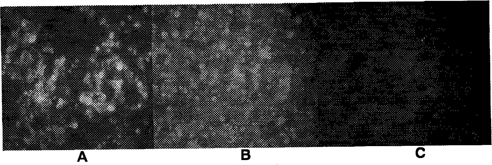 Method of preparing coexpression PRRSV ORF5 and ORF6 double-gene nucleic acid vaccine