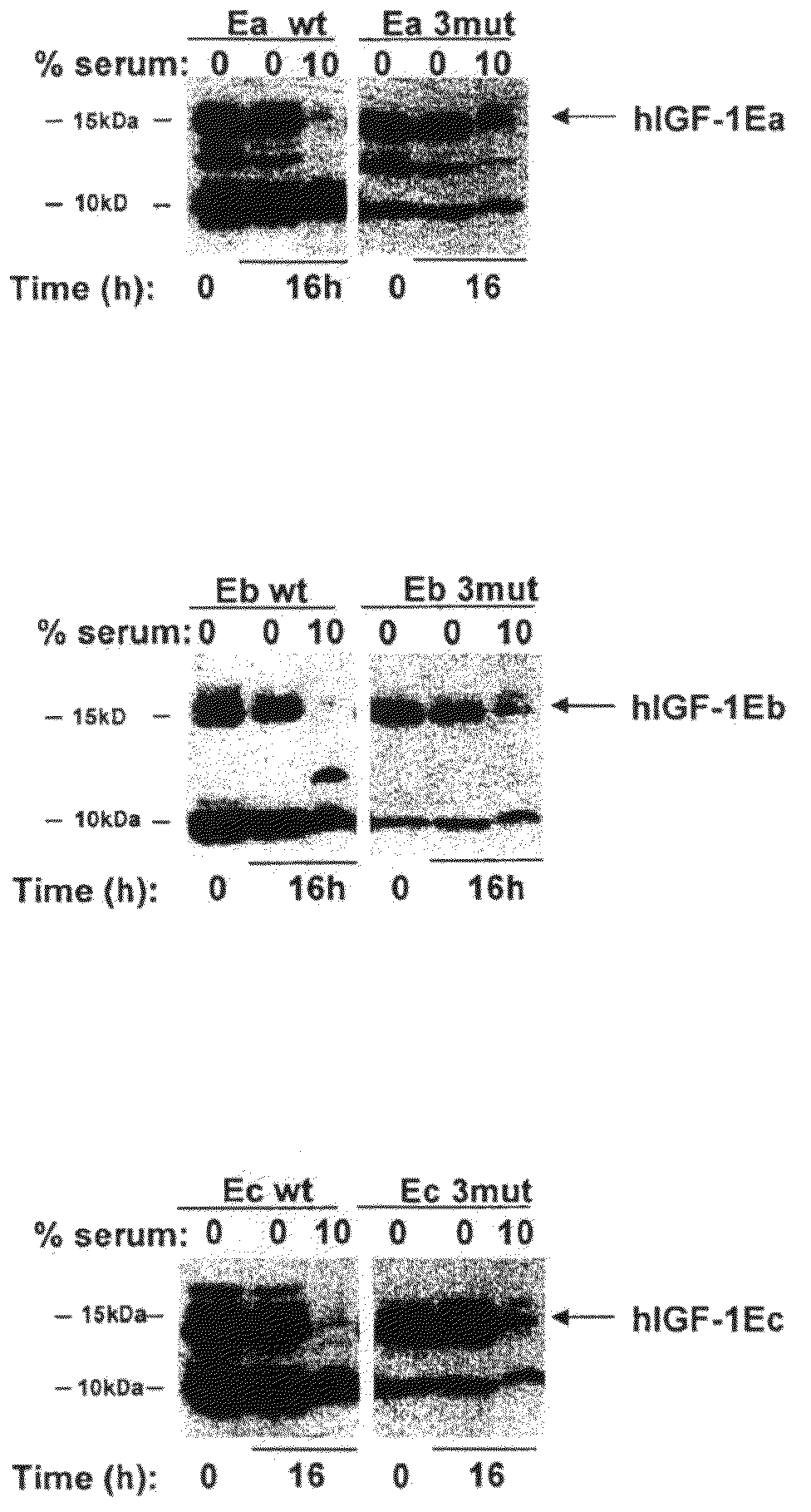 Stabilized insulin-like growth factor polypeptides