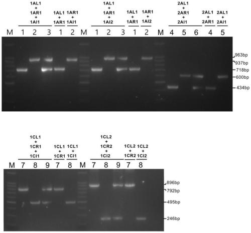 Multivalent transgenic insect-resistant rice genotype identification primer pair and method