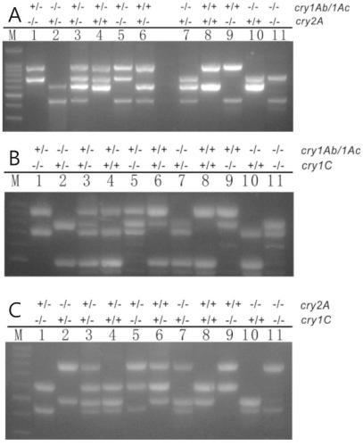Multivalent transgenic insect-resistant rice genotype identification primer pair and method