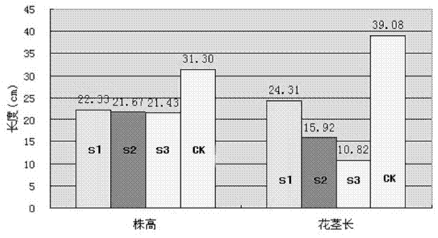 Technique for dwarfing curcuma alismatifolia with uniconazole