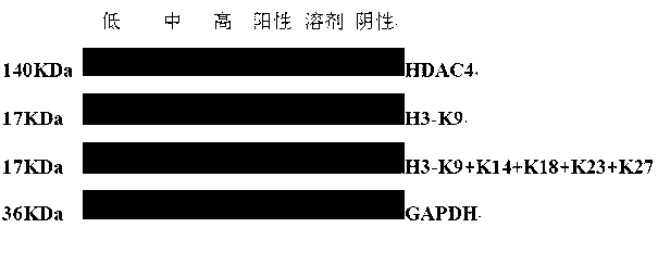 Hydroxamic acid compound, and preparation method and application thereof