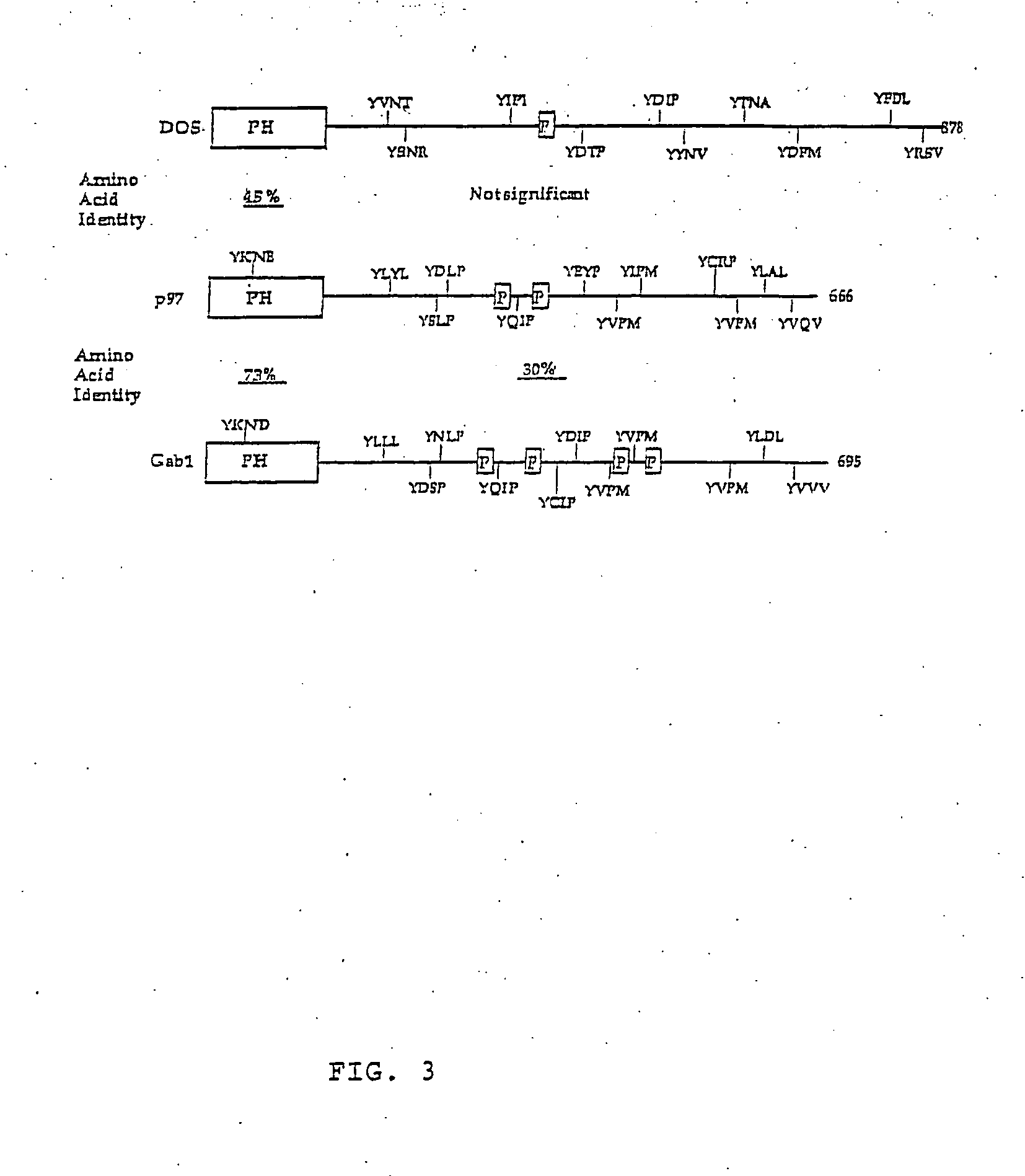 Gab2 (p97) gene and methods of use thereof