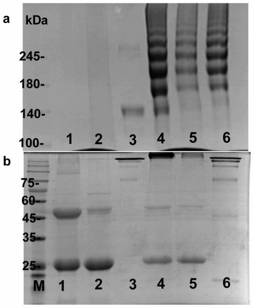 PD-L1 targeting immunotoxin as well as preparation method and application thereof