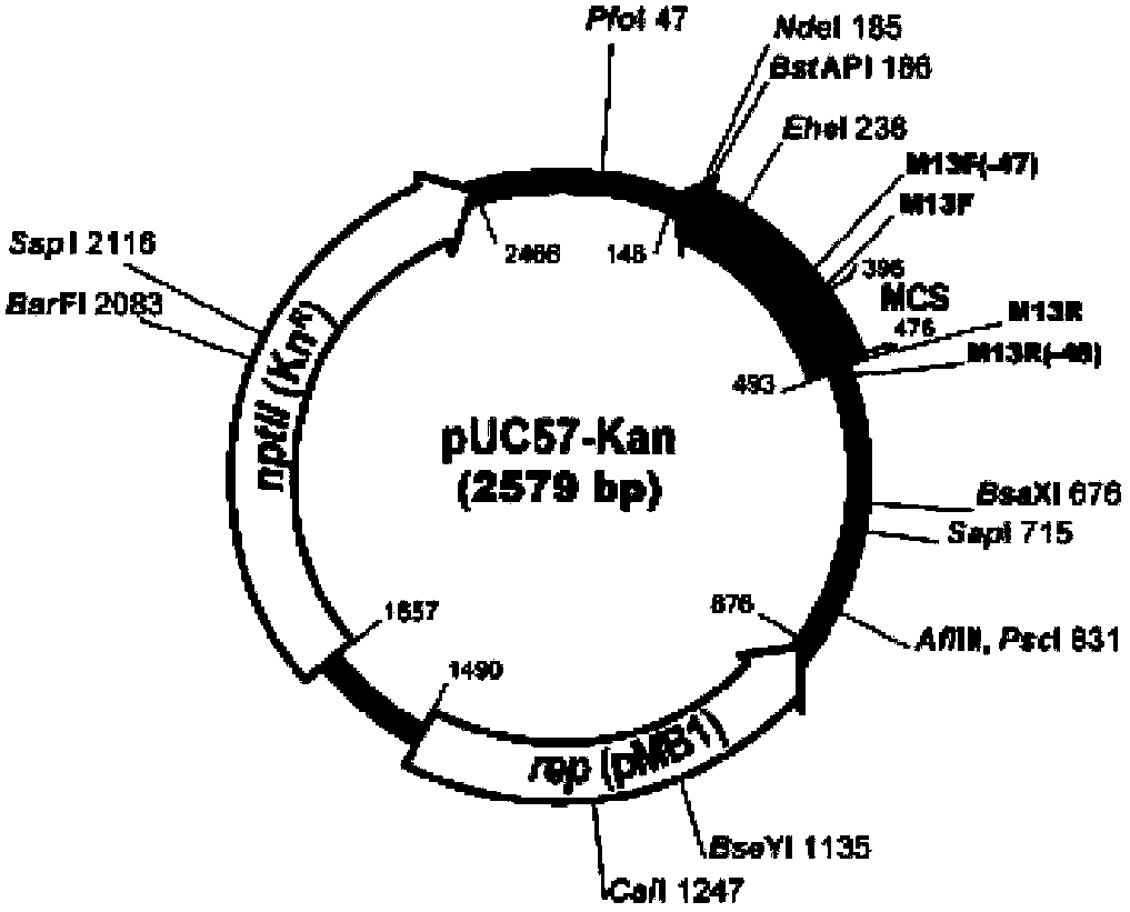 Recombinant pUC57 vector having kanamycin resistance, and constructing method thereof