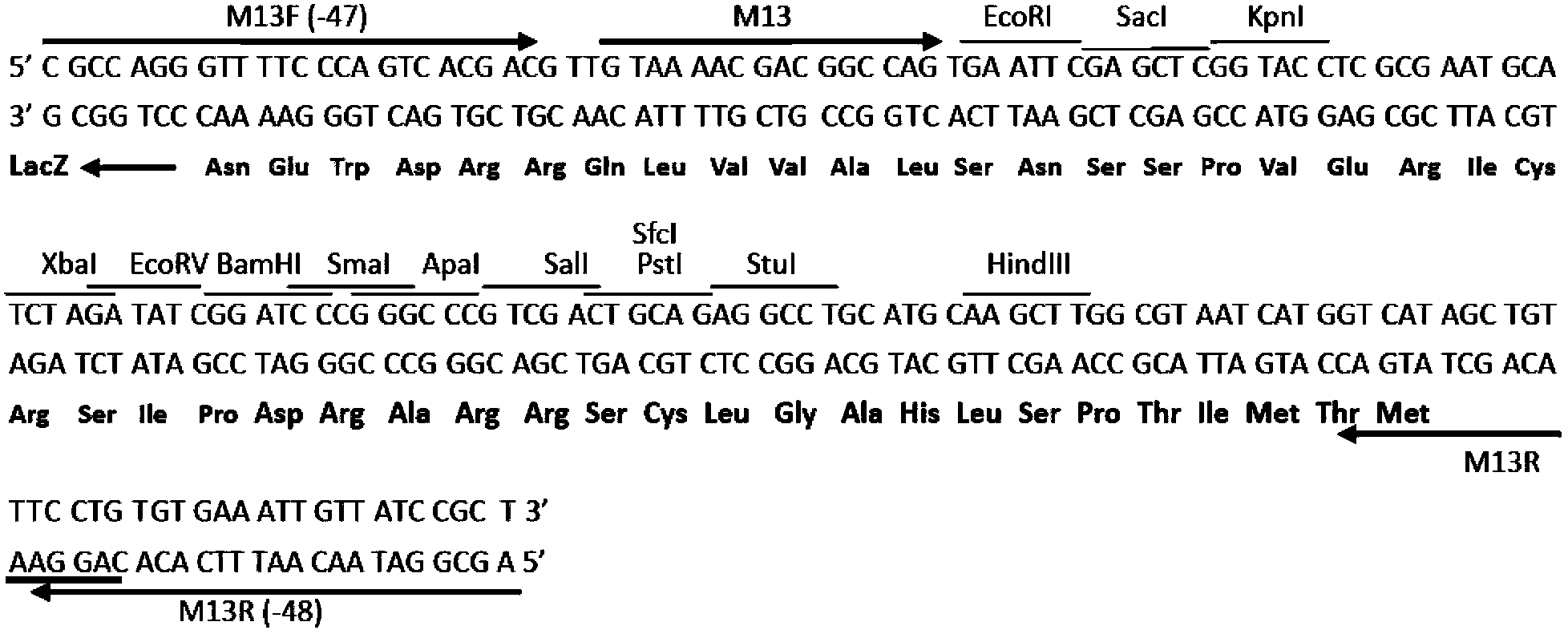 Recombinant pUC57 vector having kanamycin resistance, and constructing method thereof