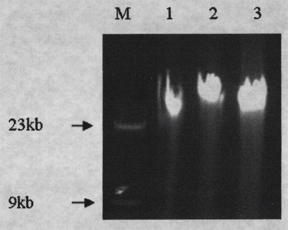 Method for extracting rice genome deoxyribonucleic acid (DNA)