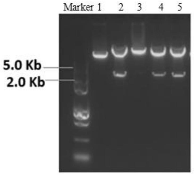Application of TaSBE I gene in promoting wheat starch synthesis