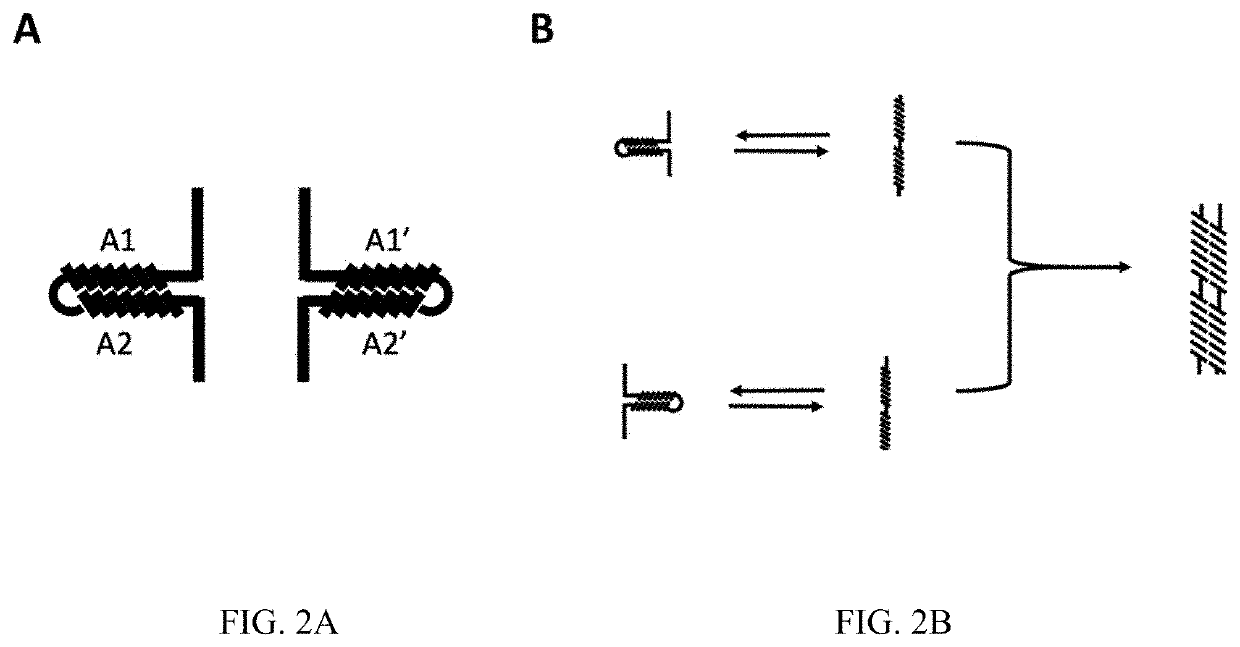 Method for controlling protein dimerization using an intramolecular to intermolecular conformational switch