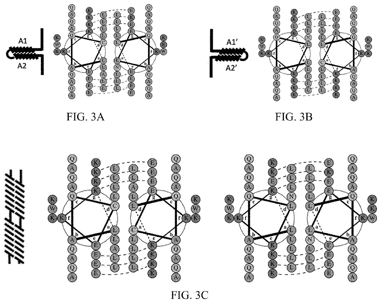 Method for controlling protein dimerization using an intramolecular to intermolecular conformational switch