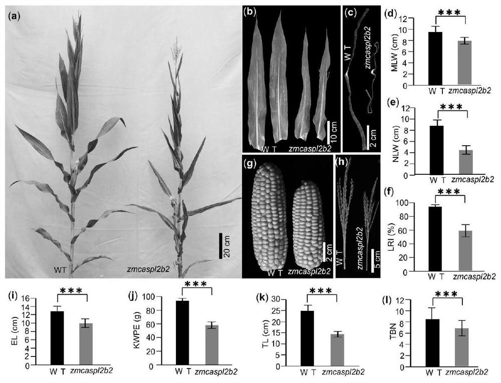 A gene zmcaspl2b2 regulating the wax structure of corn leaf epidermis and its encoded protein and application