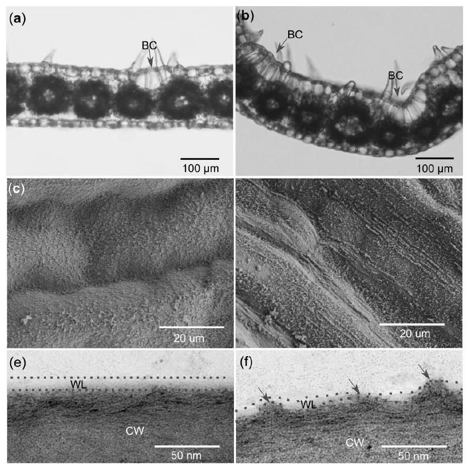 A gene zmcaspl2b2 regulating the wax structure of corn leaf epidermis and its encoded protein and application