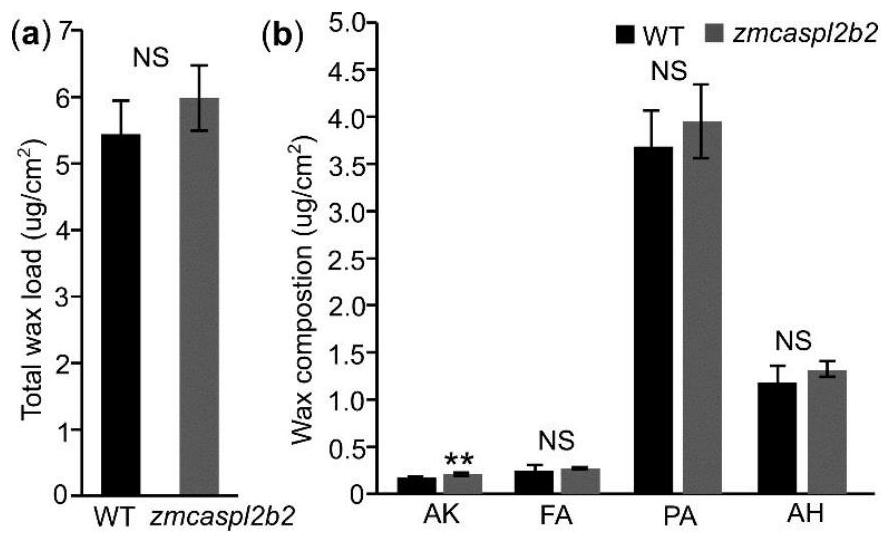 A gene zmcaspl2b2 regulating the wax structure of corn leaf epidermis and its encoded protein and application