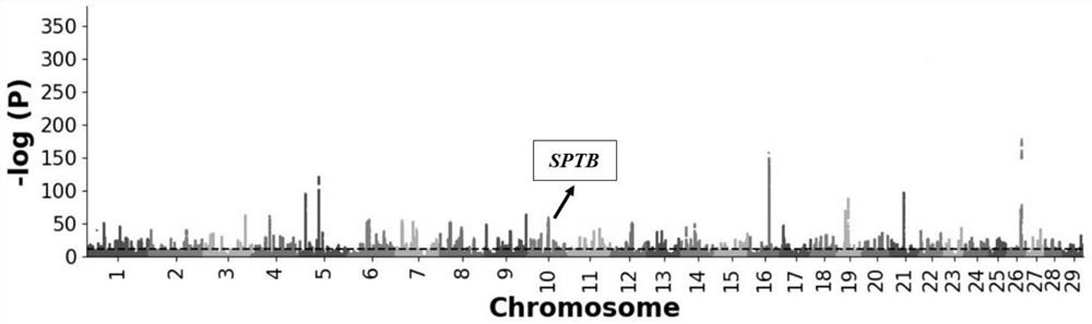 SNP (Single Nucleotide Polymorphism) marker site related to bovine erythrocyte membrane structure and application of SNP marker site