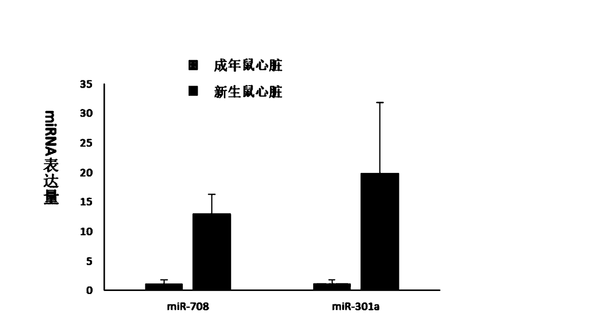 Application of miRNA708 and/or 301-cluster miRNA in the aspect of improving cardiac function