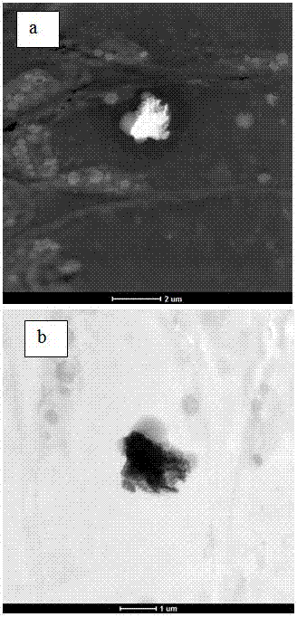 A method for finding hidden mineral deposits by using ultramicroscopic anomalies caused by particles inside biological tissues