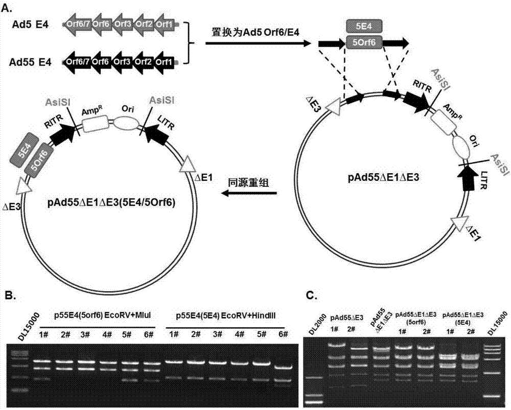 Replication-defective human adenovirus type 55 vector and preparation method and application thereof